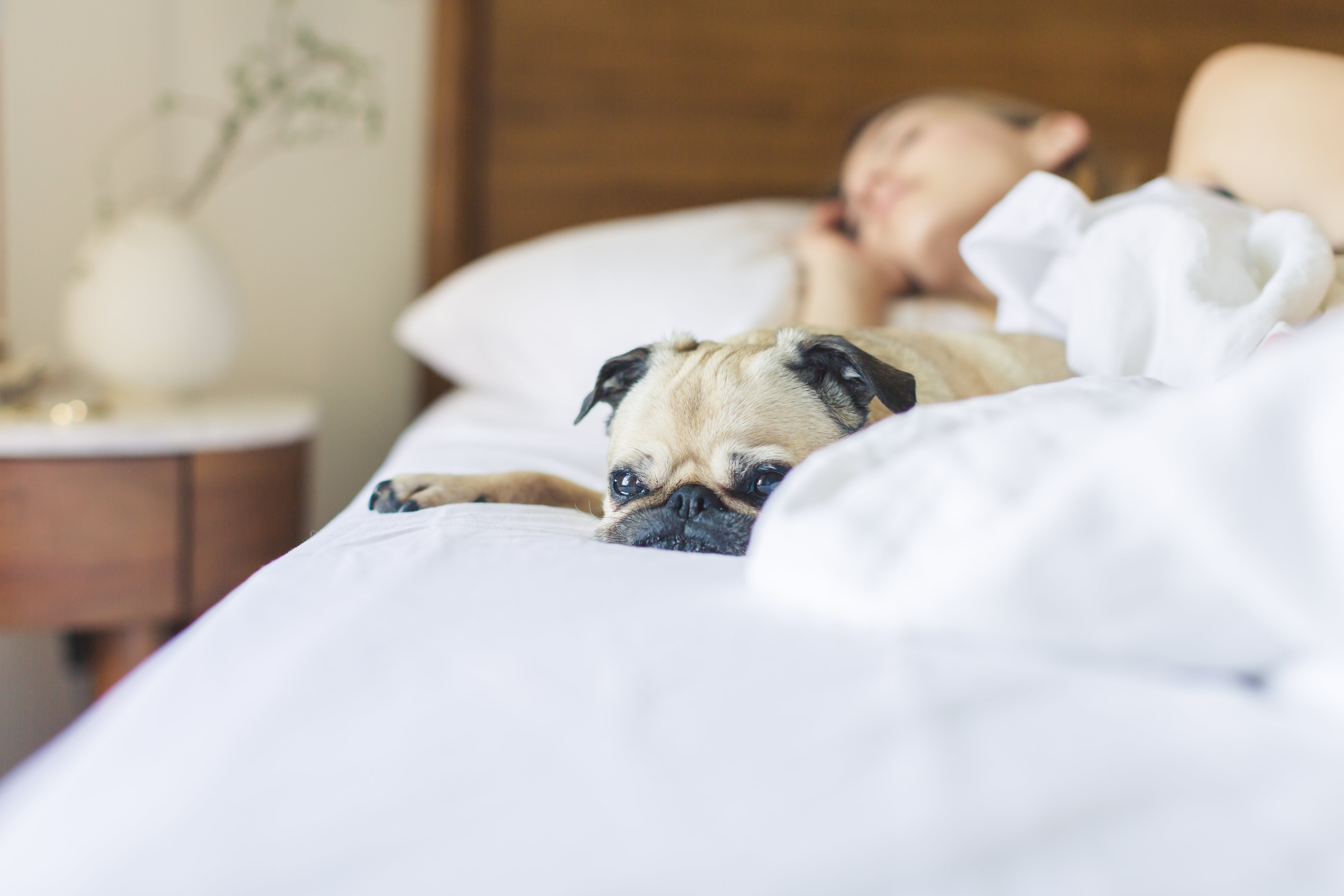 Hund vaken Sömn besvär